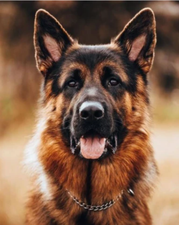 These Photos Show How Majestic German Shepherds Really Are