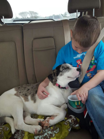 People Meeting Their Dogs For The First Time (13 Pictures)