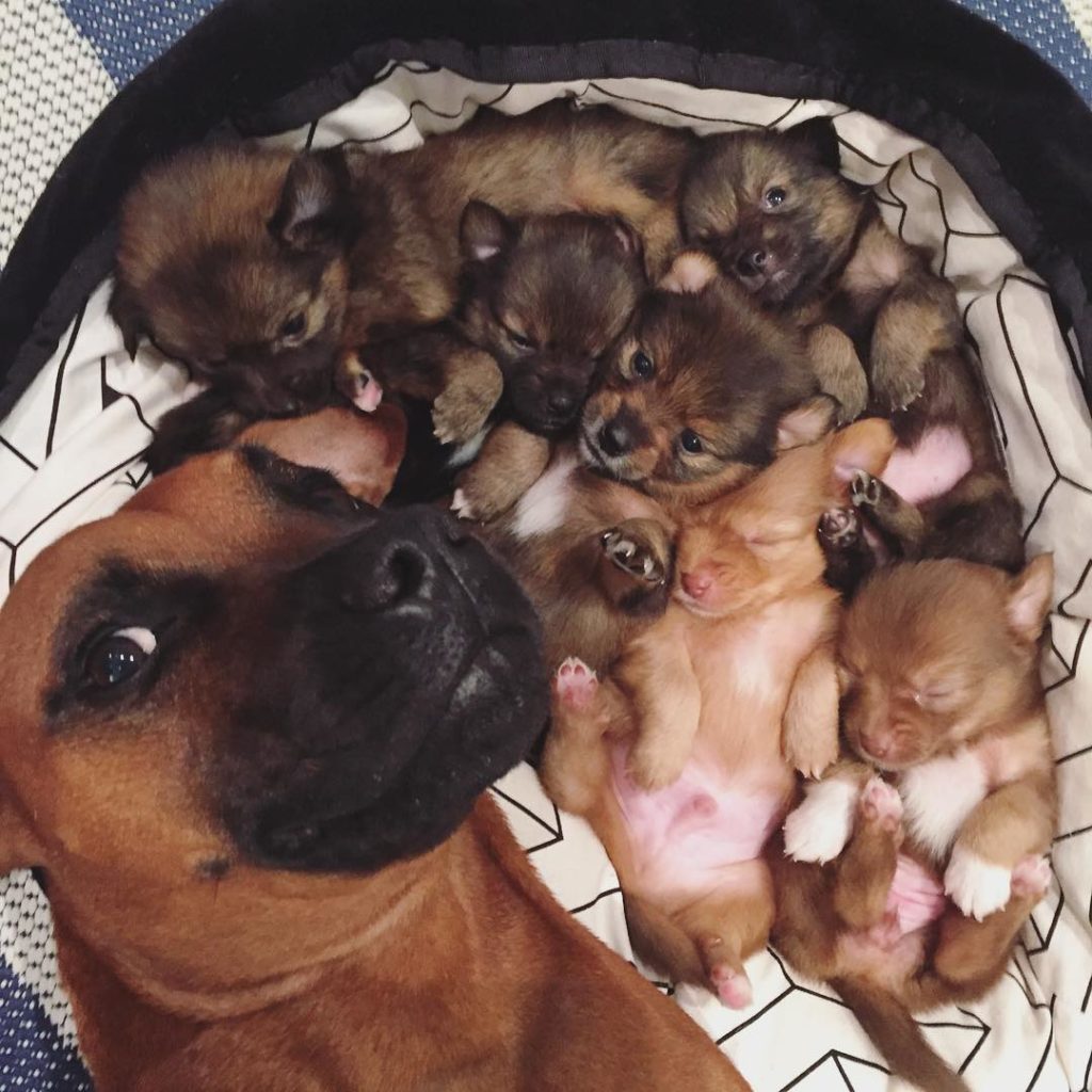 Proud Dog Parents With Their Cute Newborn Puppies (26 Pictures)