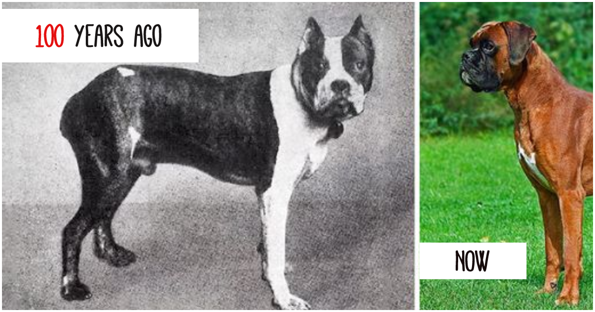 13 Dog Breeds Which Have Changed Over The Last 100 Years