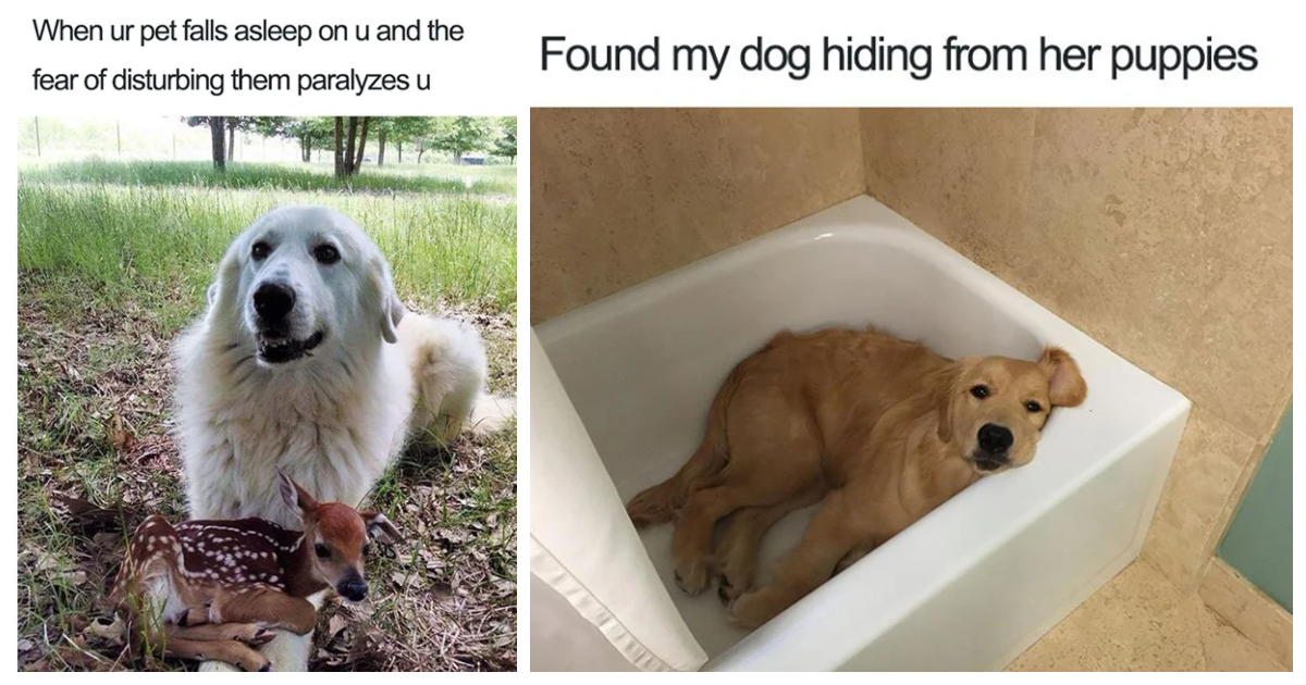 18 Happy Dog Memes That Will Make You Smile