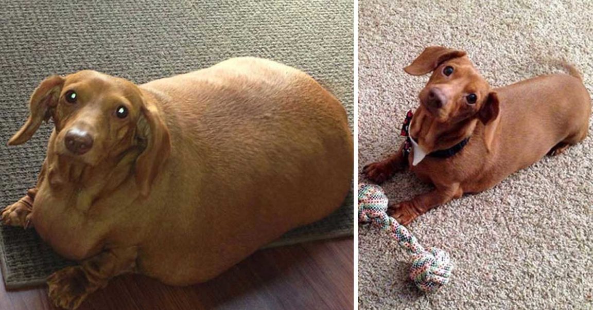 Dogs Who Lost A Lot Of Weight And Want To Share Their Transformation ...