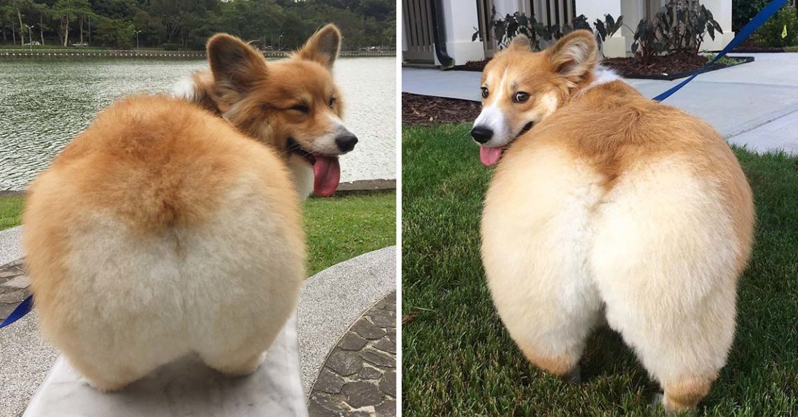 25 Corgi Butts To Drive You Nuts