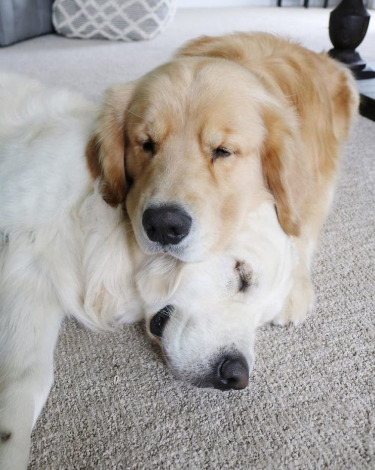 26 Heart-Melting Pictures Of Golden Retriever Siblings Using Each Other ...