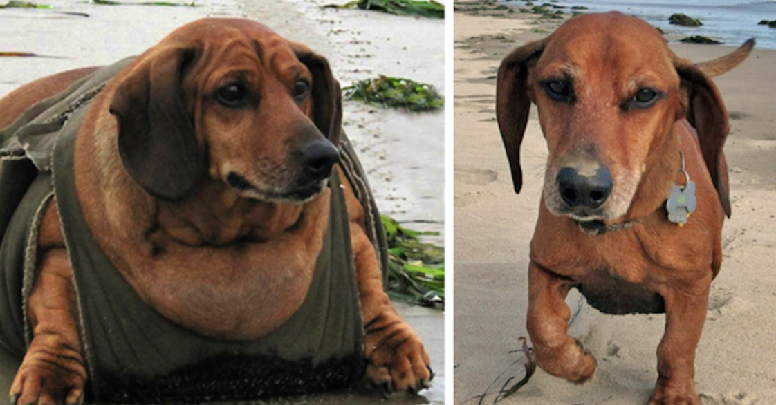 Dogs Who Lost A Lot Of Weight And Want To Share Their Transformation ...