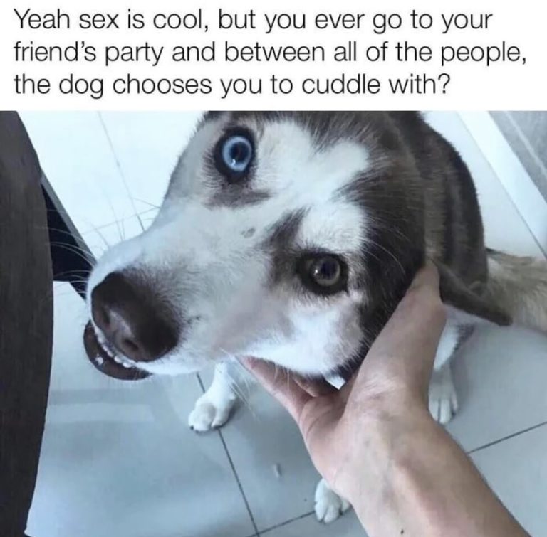 27 Memes Every Dog Owner Will Relate To