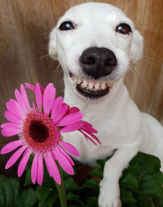 Meet Eurosaurus, A Dog Whose Smile Can Infect Even The Grumpiest