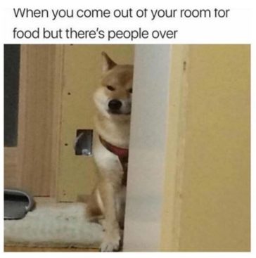 30 Cute Dog Memes To Escape From The Ruff World