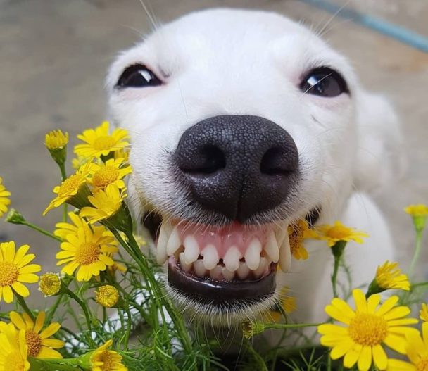 Meet Eurosaurus, A Dog Whose Smile Can Infect Even The Grumpiest