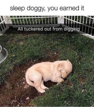 30 Cute Dog Memes To Escape From The Ruff World