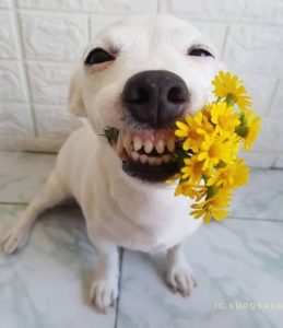 Meet Eurosaurus, A Dog Whose Smile Can Infect Even The Grumpiest