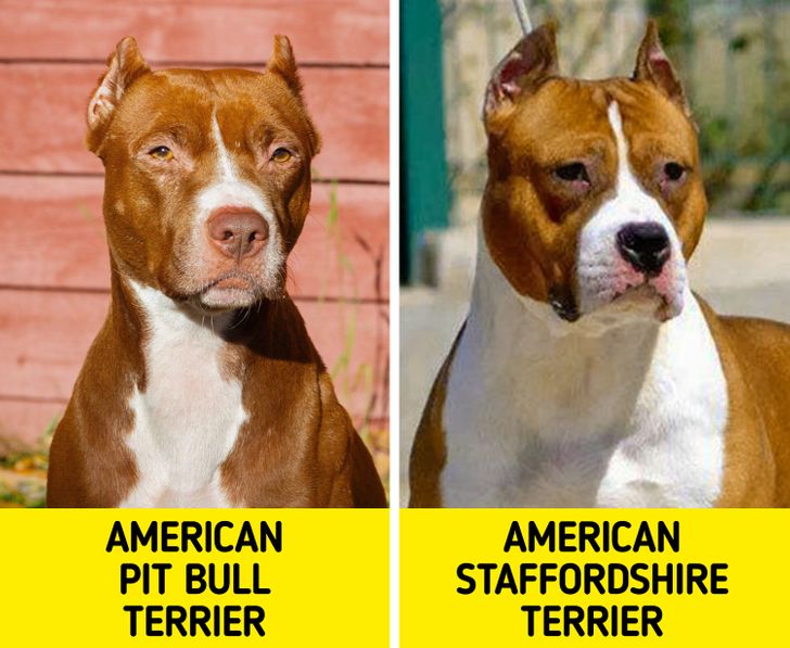 11 Pairs Of Dog Breeds Which People Usually Get Confused About