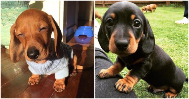 20 Cute Pictures Of Dachshunds Which Will Turn That Frown Upside Down