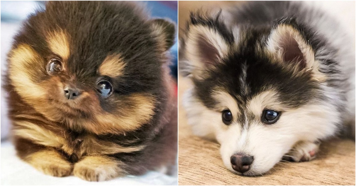 25 Cross Breeds Which Are So Cute You'll Immediately Want One