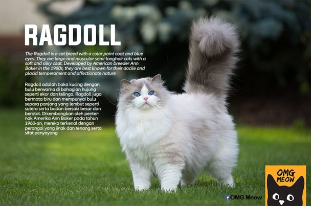 30 Of The Most Popular Cat Breeds And Their Origins
