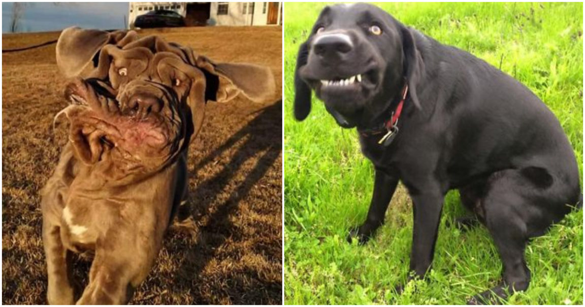 30 Dogs Who Are Not So Photogenic Afterall