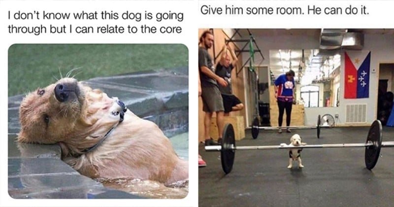 Funniest Doggo Posts To Get You Through The ‘Ruff’ Week