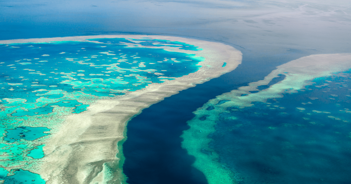 Newly Discovered Coral Reef Is Taller Than the Empire State Building