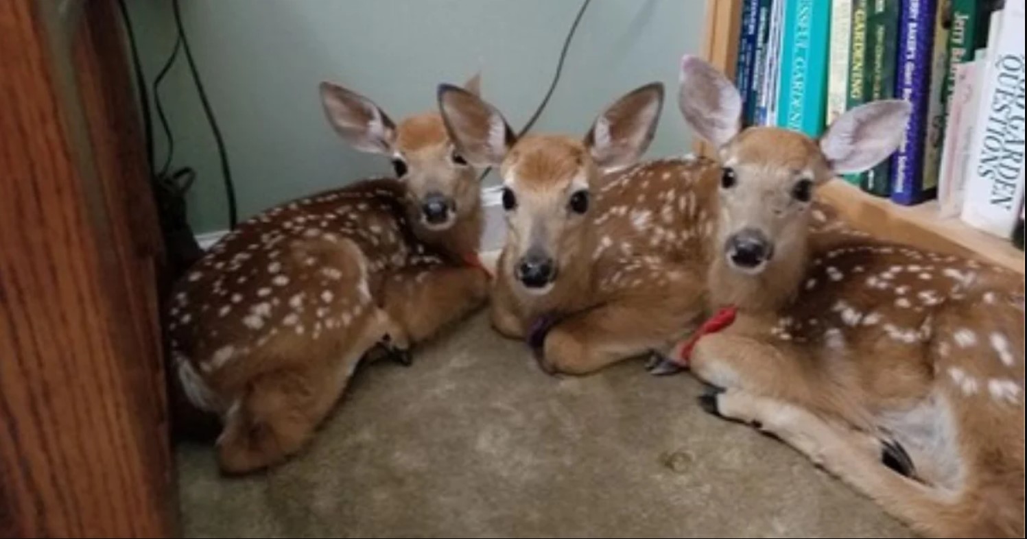 Woman Opens The Door And Finds A Group Of Deers Hiding In Her House