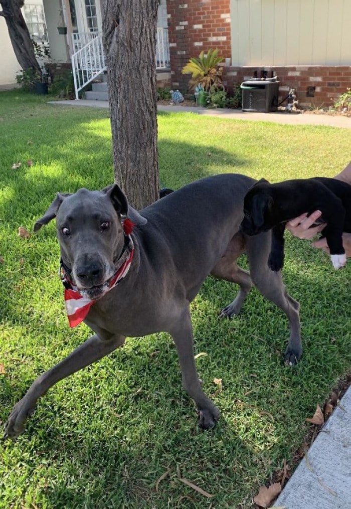 These Great Danes Have No Idea How BIG They Actually Really Are