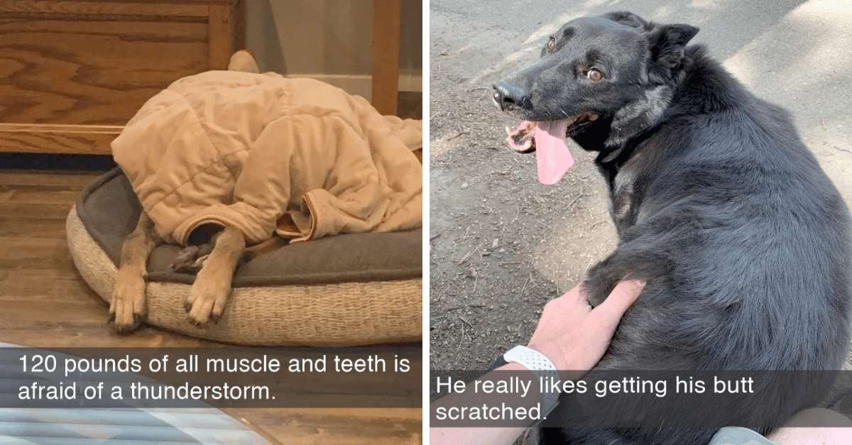 Hilarious Dog Snaps That Will Make You Laugh Out Loud