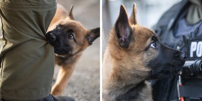 german shepherd police dog puppies