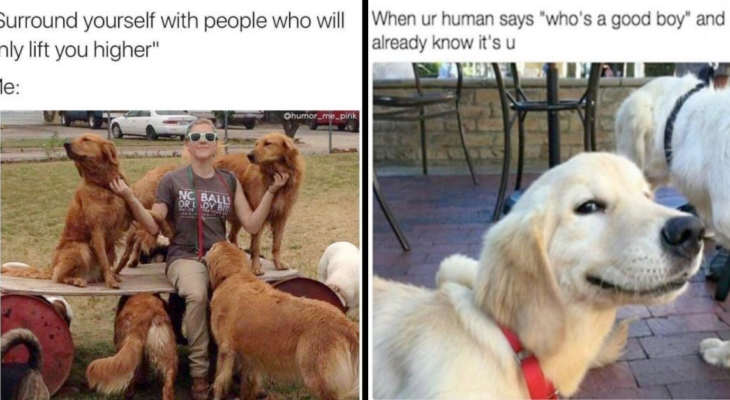 32 Heccin’ Good Dog Memes To Make Your Ruff Day Better | Hiptoro