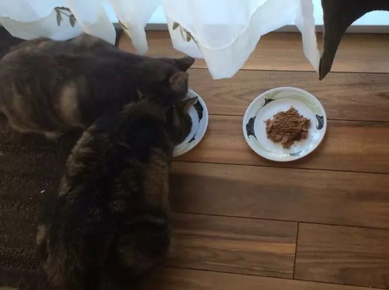 19 Totally Ungrateful Cats