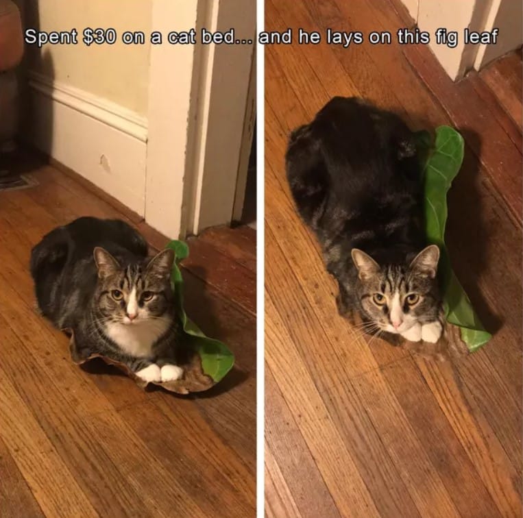 19 Totally Ungrateful Cats