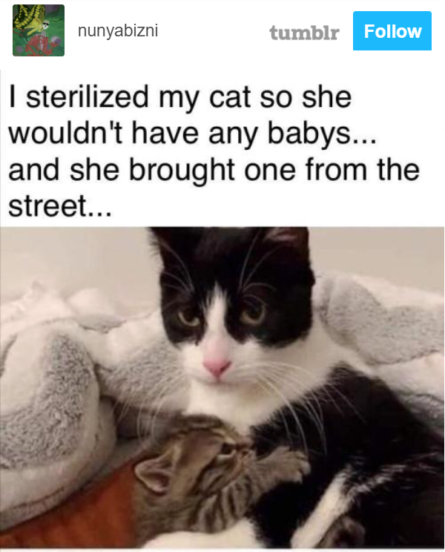 20 Wholesome Posts On Tumblr About Cats That Will Make You Grin