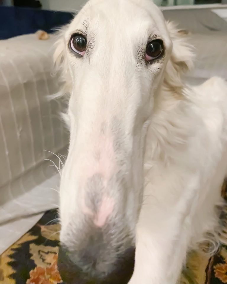 Meet Eris, The Borzoi Sighthound Dog With The World’s Longest Nose