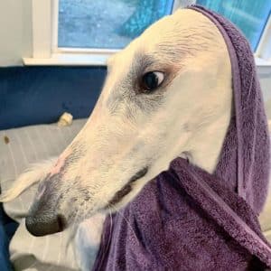 Meet Eris, The Borzoi Sighthound Dog With The World’s Longest Nose