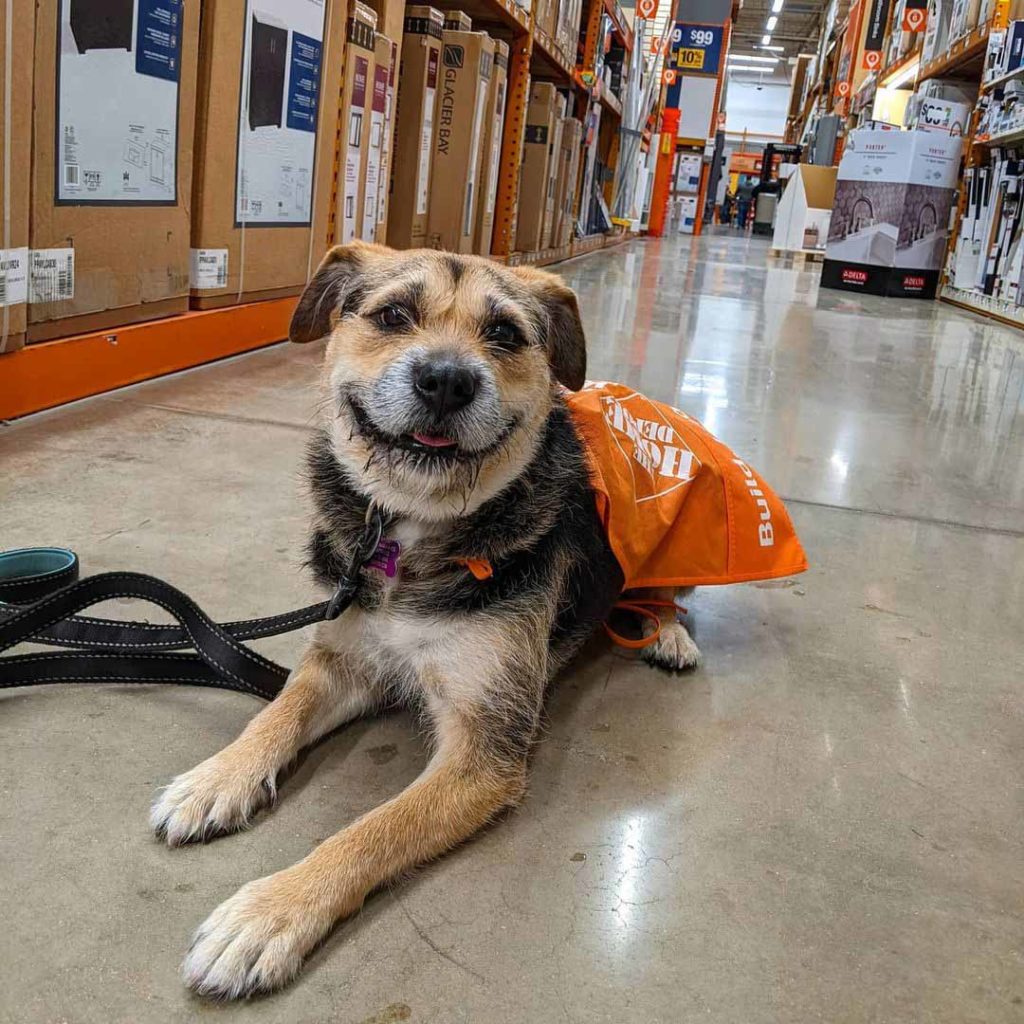 Meet The Adorable Former Shelter Dog Now Home Depot S Newest And   9 68 1024x1024 