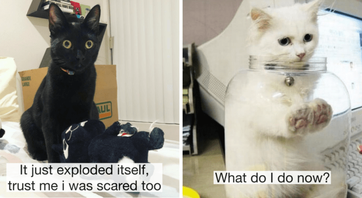 22 Times Cats Hilariously Messed Up But Got Away It Because They’re ...