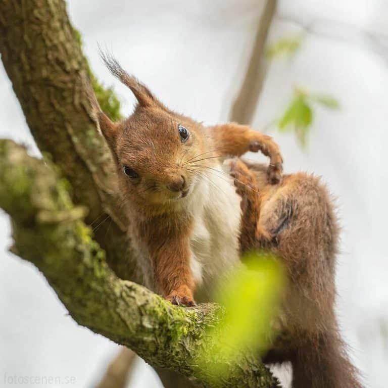 This Photographer Shares 35 Pictures Showing Different Squirrel Emotions