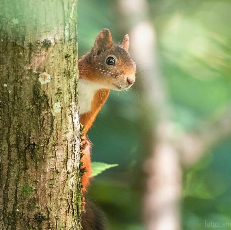 This Photographer Shares 35 Pictures Showing Different Squirrel Emotions