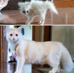 30 Transformations From Kittens To Cats That Are Just Amazing