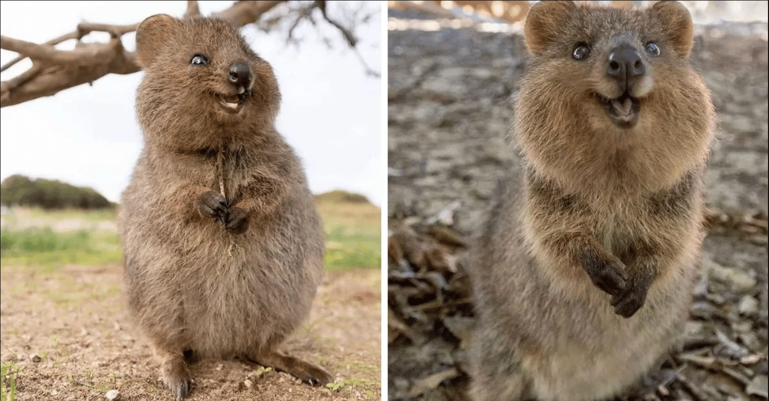 Quokkas Are The World s Happiest Animal With The Pics To Prove It