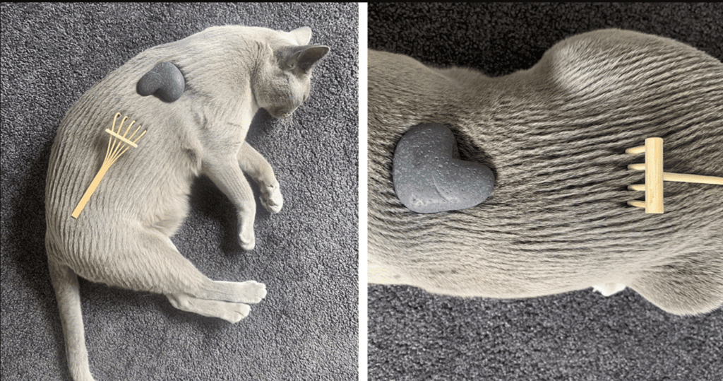 Woman Turns Her Chilled Out Cat Into a Zen Garden