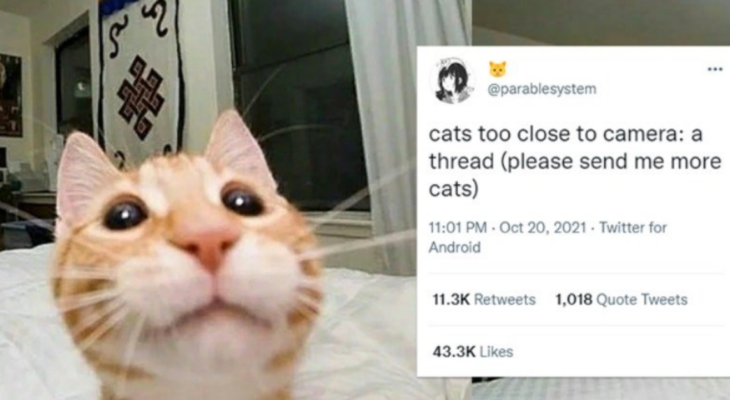 16 Cat Selfies That Went Way Too Close to the Camera