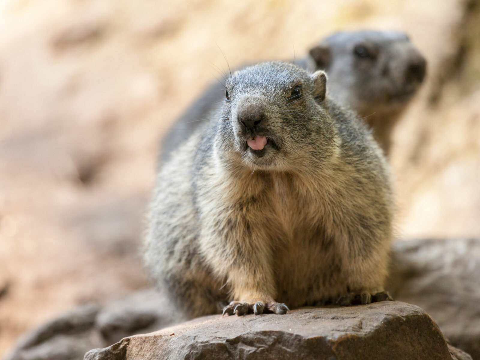 What is Groundhog Day and Why do People Celebrate it?