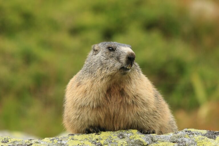 What is Groundhog Day and Why do People Celebrate it?