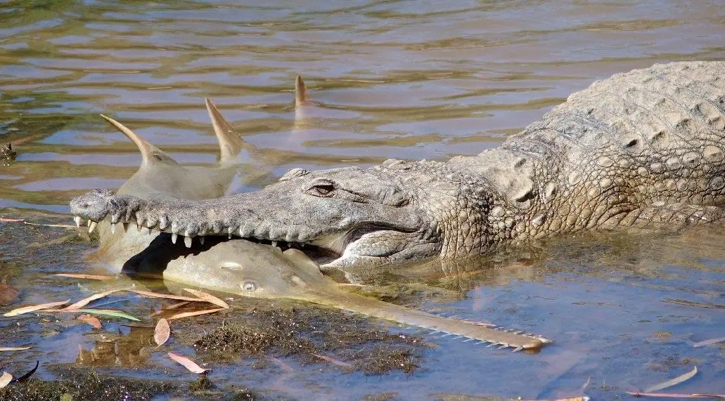 Deadly crocodile, Fitzroy river