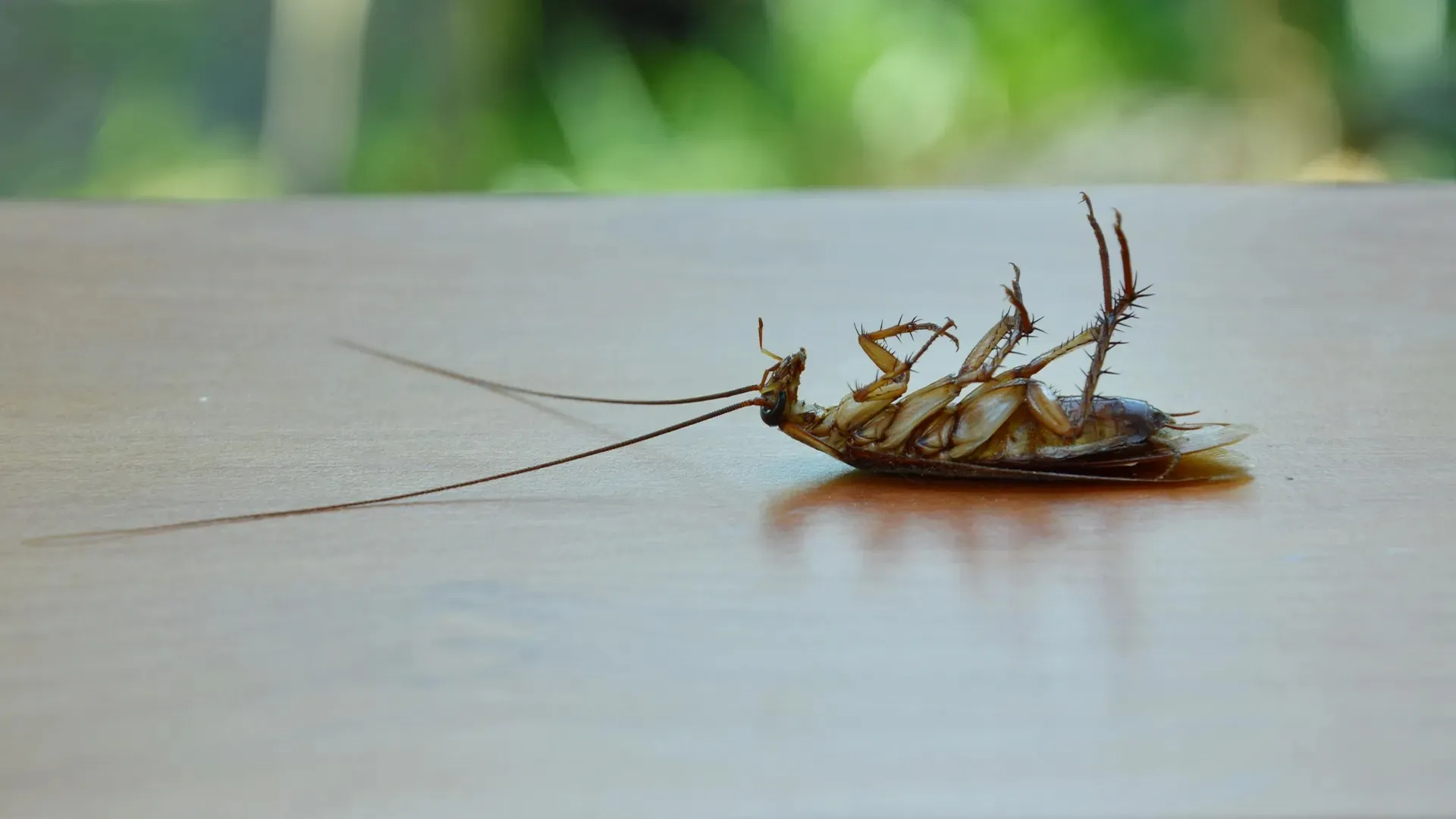 Man Blows Up His Apartment Trying To Kill Cockroach With Insecticide