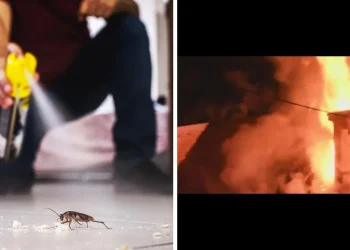 Man Blows Up His Apartment Trying To Kill Cockroach With Insecticide