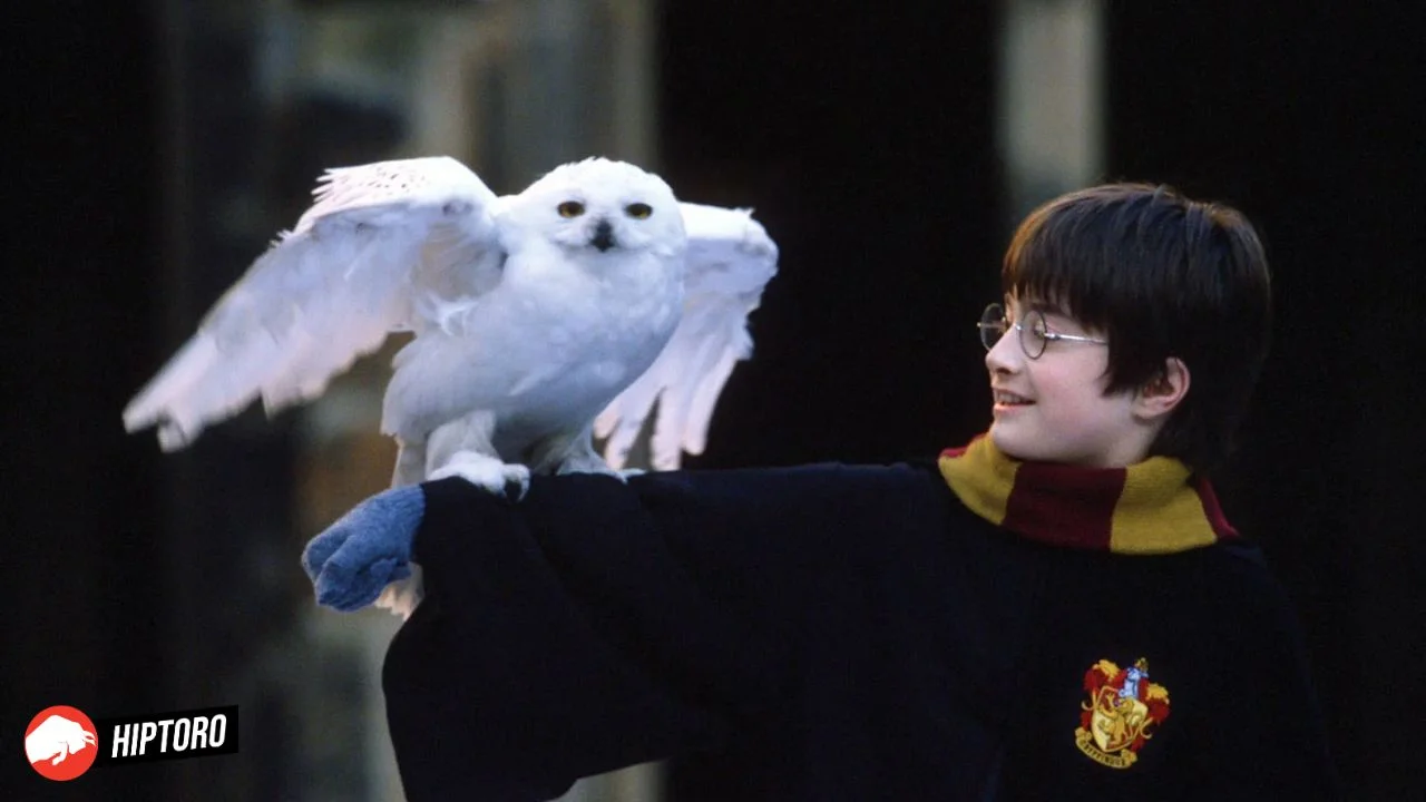 Harry Potter Streaming Guide Where to Watch all 8 Movies in 2024?